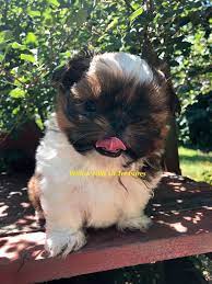 We did not find results for: Teddy Bear Dog Wisconsin The Y Guide