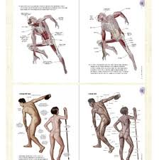 Stonehouse's Anatomy Note Drawing Guide Book Korea 석가의 해부학 노트 | eBay