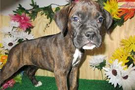 Cheap teacup boxer puppies for sale near me: Boxer Puppy For Sale Near Chicago Illinois 2c97d598 3871 Boxer Puppies For Sale Boxer Puppies Puppies For Sale