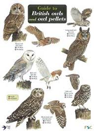 Guide To British Birds Of Prey Chart Amazon Co Uk Harry