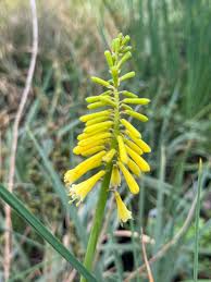 Image result for Kniphofia