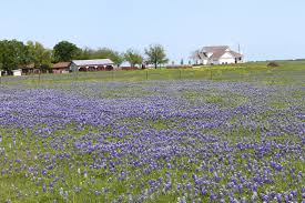 These photos truly capture the essence of ennis in april. A Wildflower Lover S Dream The Bluebonnet Trails In Ennis Texas Wanderlusterful