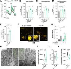 Check spelling or type a new query. Neuronal Cell Based High Throughput Screen For Enhancers Of Mitochondrial Function Reveals Luteolin As A Modulator Of Mitochondria Endoplasmic Reticulum Coupling Bmc Biology Full Text