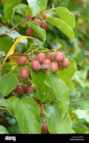 Image result for foto minikiwi