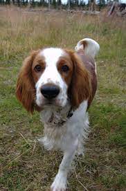 Is a sanctioned and recognized member club of the akc. Welsh Springer Spaniel Wikiwand