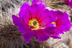 The landscape here is severe. Photography In The National Parks Your Armchair Guide To Big Bend National Park Part 1 National Parks Traveler