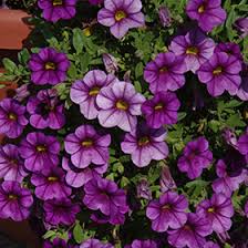Image result for calibrachoa million bells