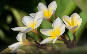 We offer an extraordinary number of hd images that will instantly freshen up your smartphone or computer. Plumeria Flowers Lovely Yellow White Flower Desktop Wallpaper Hd Wallpapers13 Com