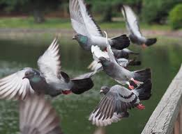 Hewan yang bukan pemamah biak seperti unggas atau babi tidak dapat mencerna selulosa yang ada di rumput, sehingga harus diberi pakan lain, misalnya dari serealia. 8 Jenis Makanan Burung Merpati Yang Mudah Di Dapat