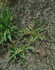 Image result for Hypericophyllum elatum