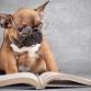 Pups & Pages @ Wirt