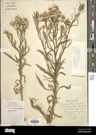 Image result for Erigeron bonariensis