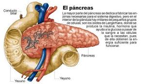 Pin En Cosas Acerca De La Salud