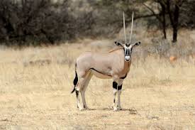 Gemsbok In 2020 African Animals Funny Animal Photos Animal Photo