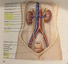 The bladder holds urine until you're ready to release it. Organs Of The Urinary System Anterior View Female Diagram Quizlet