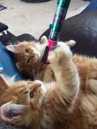 Everything S Soooo Exciting Orange And White Cat Orange Tabby Cats Orange Cats