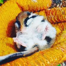 Wahrend Sein Nistkasten Gesaubert Wird Wartet Der Gartenschlafer Brav In Der Hand Unseres Mitarbeiters Tier Animals Instagram Posts Instagram