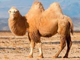 This exercise consists of a text about camels in which there are 8 gaps. Have You Ever Wondered Why Camels Have A Hump Steemit