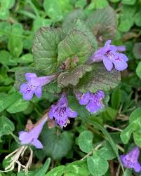Maybe you would like to learn more about one of these? How To Grow Creeping Jenny Gardening Channel