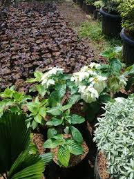 Kirimkan ini lewat email blogthis! Jual Pohon Bunga Nusa Indah Tukang Taman Serpong Tlp 081380548055