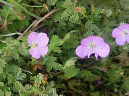 Image result for Geranium arabicum