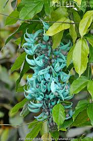 Image result for Strongylodon macrobotrys