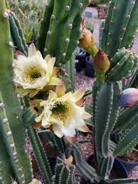 Image result for Cereus