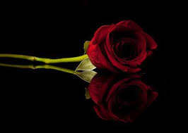 Download and use 70,000+ rose flower stock photos for free. Damir Gasljevic On Twitter Dark Red Roses Red Roses Wallpaper Rose Wallpaper
