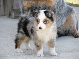 All of our puppies are by health tested parents. Toy Mini Aussie Novocom Top