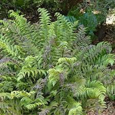 Image result for Pneumatopteris