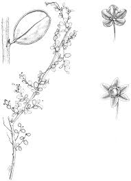 Image result for Phyllanthus bernierianus