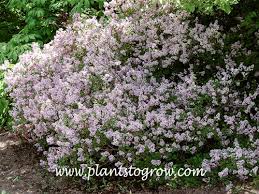 Image result for Syringa meyeri ´Palibin