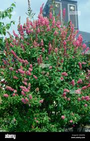 Image result for Spiraea billardii
