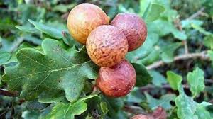 Untuk cantiknya kulit, wanita tidak salah bila memilih untuk menggunakan atau mengonsumsi buah majakani secara rutin. Manfaat Buah Manjakani Bagi Area Kewanitaan Hingga Tingkatkan Daya Tahan Tubuh Cek Di Sini Tribun Manado