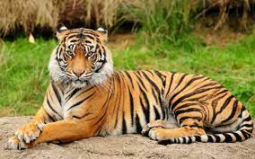 Maybe you would like to learn more about one of these? International Tiger Day Who Is Behind The Success Story Of Tigers In India Education Today News
