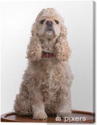 Image result for americký kokršpaněl