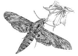 Image result for Summerhayesia zambesiaca