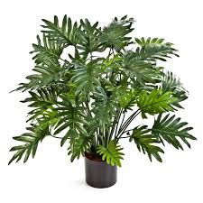 Philodendron micans plant rooted rare philodendron micans live plants. Philodendron Selloum 75 Cm Floresy Online