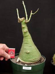 Image result for Adenia glauca