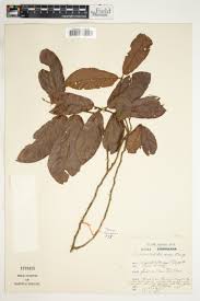 Image result for Discopodium penninervium