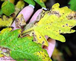 Image result for tomato seedling early blight