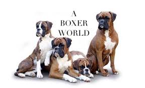 Ask questions and learn about boxers at nextdaypets.com. A Boxer World Facebook