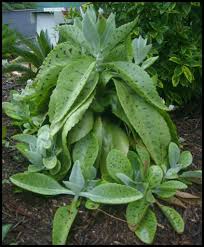 Pin By Vondrette Parker On Kalanchoe Gastonis Bonnieri Planting Succulents Plants Succulent Landscaping