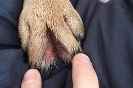 Why Is My Dog Excessively Licking His Paws