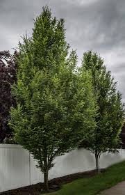 Hornbeams are hardwood trees in the flowering plant genus carpinus in the birch family betulaceae. The Useful Hornbeam Tower Perennial Gardens Backyard Fences Natural Fence Fence Design