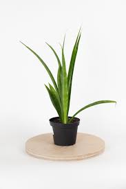 Image result for Sansevieria parva