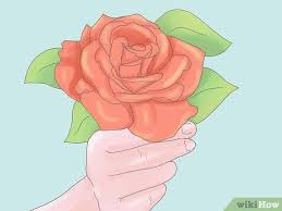 Ada beberapa teknik yang dapat dilakukan untuk menanam bunga mawar ini. Cara Menanam Bunga Mawar Dengan Gambar Wikihow