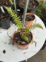 Image result for Dryopteris antarctica