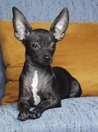 Ooooo Cute Chihuahua Puppies Black Chihuahua Cute Chihuahua