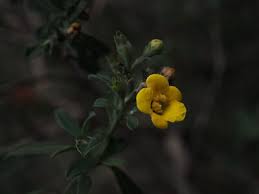 Image result for Dewildemania filifolia